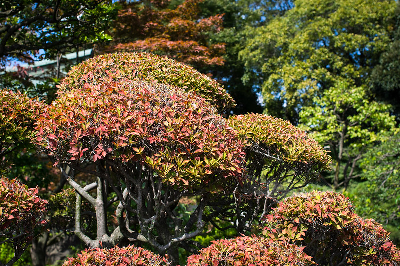 kiyosumi garden