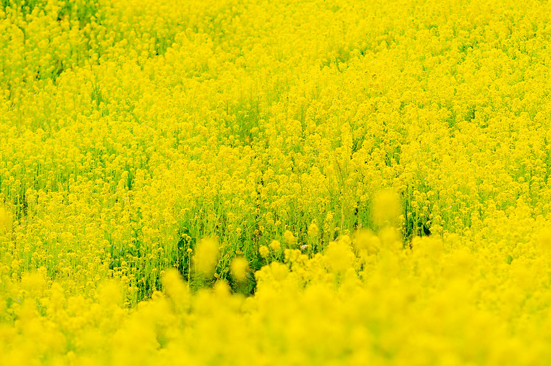 flowering mustard