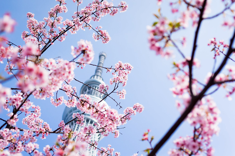 sakura under the skytree