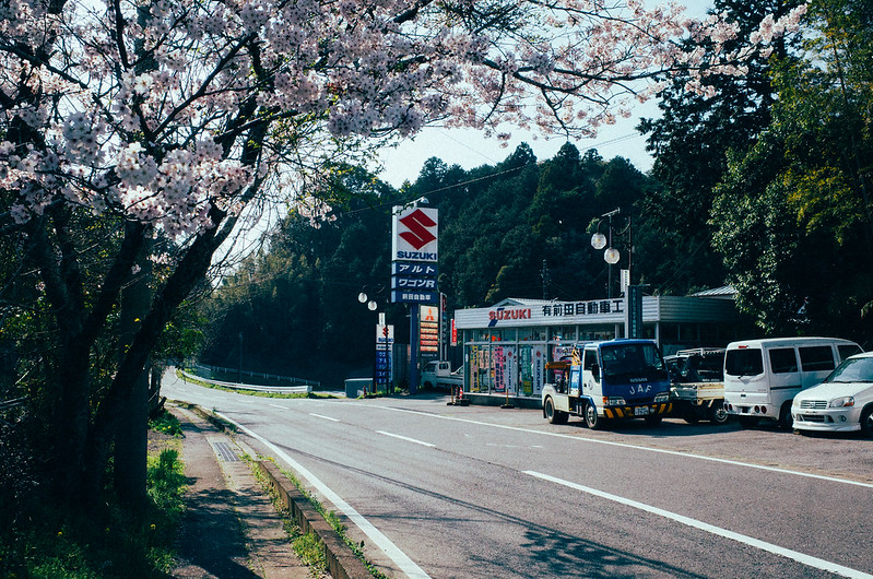 Suzuki with Sakura